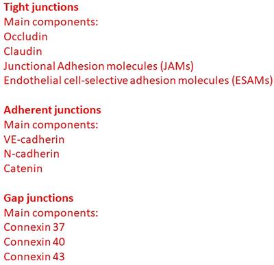 The role of endothelial junctions in the regulation of the extravasation of tumor cells. A historical reappraisal